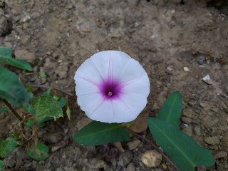 A lilac morning glory (Ipomoea cairica) flower
