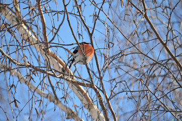 Bullfinch in the wild. Winter birds of central Russia