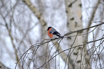 Bullfinch in the wild. Winter birds of central Russia