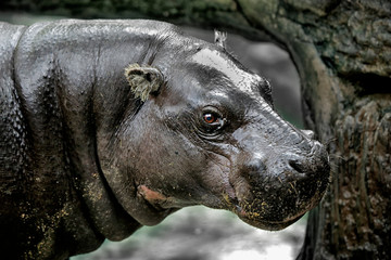 The pygmy hippopotamus (Choeropsis liberiensis or Hexaprotodon liberiensis) is a small hippopotamid which is native to the forests and swamps of West Africa, primarily in Liberia