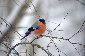 Bullfinch in the wild. Winter birds of central Russia