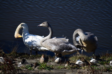 オオハクチョウの家族、成鳥、幼鳥、お昼寝、くつろぎ、ひなたぼっこ、日本、千葉県、2019年11月