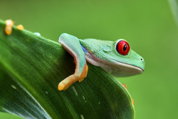 Agalychnis callidryas