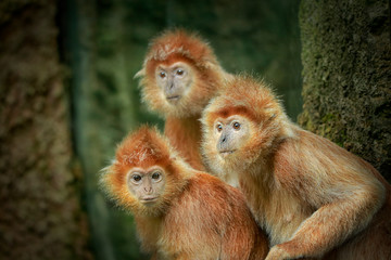 Red Lutung or Trachypithecus auratus