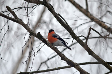 Bullfinch in the wild. Winter birds of central Russia