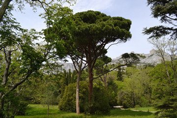 Beautiful tree with a round crown in the Crimean Park 