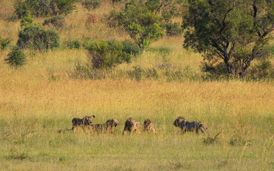 Naklejka na ściany i meble Five male lions fighting for territory, Pilanesberg National Park, South Africa.