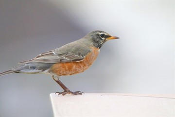 Robin