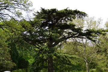 Beautiful tree with a round crown in the Crimean Park 