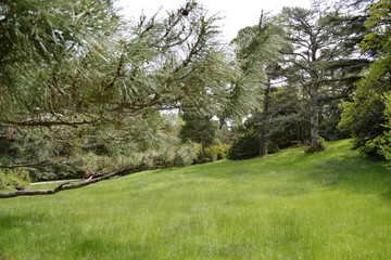 Obraz premium Beautiful green Park with burnt lawn and coniferous trees
