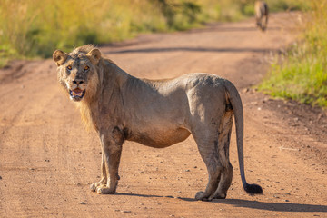 Male lion ( Panthera Leo Leo) standing on the road, Pilanesberg, South Africa.