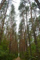 Tall trees in the middle of the forest along a long path in autumn
