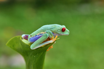 Agalychnis callidryas