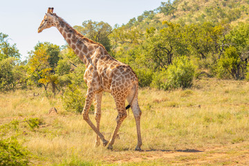 Giraffe ( Giraffa Camelopardalis) walking in the savannah, Pilanesberg National Park, South Africa.