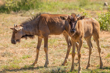 Wildebeest or Gnu ( Connochaetes taurinus) newborn calf, Pilanesberg National Park, South Africa.