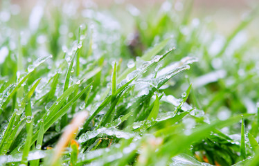 ice and frost