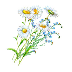 Illustration with wildflowers and chamomile on white background.