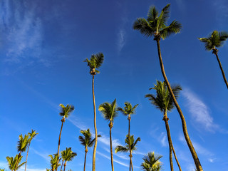 Group of palm trees on a bright blue sky background