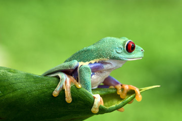 Agalychnis callidryas