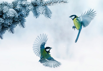 two birds little Tits fly in the winter snow Park among the white fluffy snow in the new year's ...