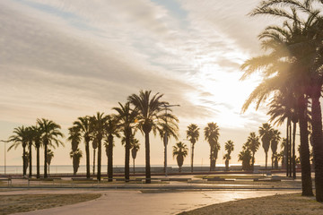 palm trees on beach at sunset