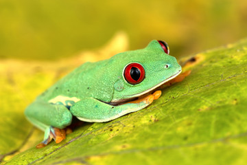 Agalychnis callidryas
