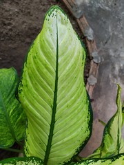 White Green Leaves of Aglaonema Plants close-up