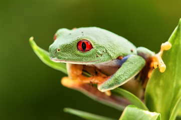 Agalychnis callidryas