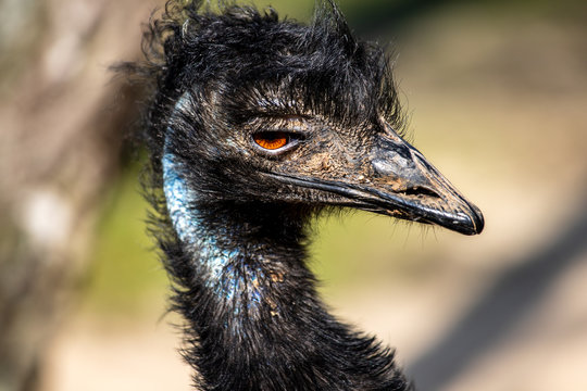 Portrait of Australian Emu (Dromaius novaehollandiae), view of neck and head