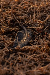 Feather in frosty sunrise 