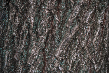 Fototapeta premium Classic brown wooden background made of natural tree bark. Side view. Old relief rough organic texture with moss close up. The surface of the table for shooting flat lay. Copy space