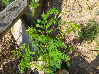 Acacia tree with green leaves