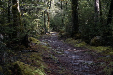 Obraz premium path through a mossy forest in new zealand