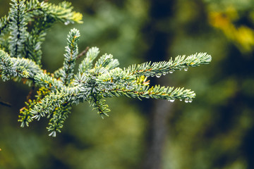 Close up of rain drops on green pine needles, Alaska