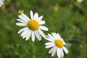 Closeup of a daisy flower.
