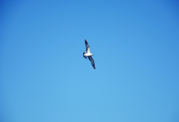 Flying seagull on sky