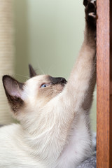 Siamese cat sharpens its claws on the door.