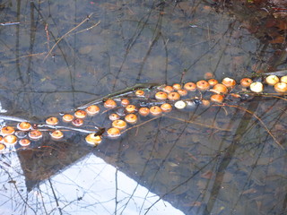 apples that fell in the fall in the ditch and stuck