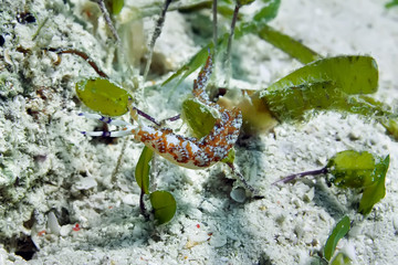 Closeup photo of nudibranch godiva. Philippines.