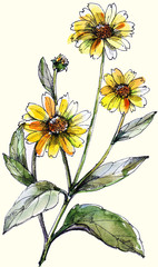 Branch of flowers yellow chamomile. Floral watercolor illustration.