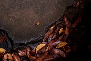 dried red maple in autumn
