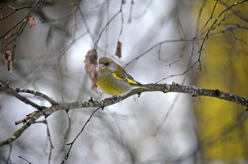 Carduelis chloris in the wild. Birds arriving in spring from warm lands