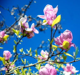 Magnolia tree blooms in large beautiful pink flowers on blue sky.