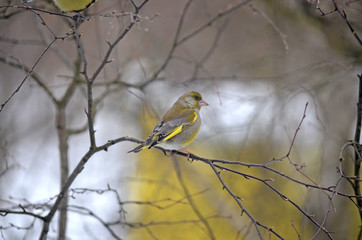 Carduelis chloris in the wild. Birds arriving in spring from warm lands