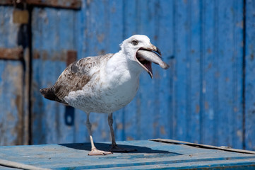 Seagull catch the fish. Essaouira. Morocco. Africa