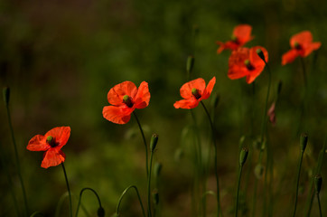 red poppies in a field