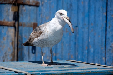 Seagull catch the fish. Essaouira. Morocco. Africa