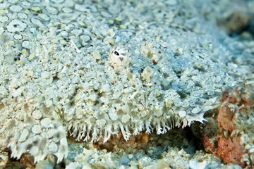 The flounder lies on the seabed looking for prey with its telescopic eyes. Philippines.