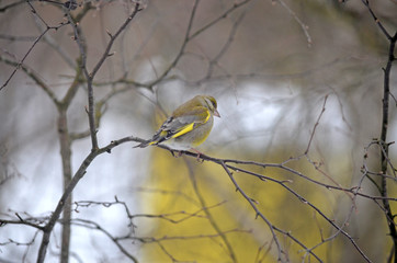 Carduelis chloris in the wild. Birds arriving in spring from warm lands