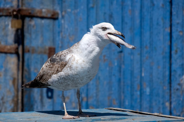 Seagull catch the fish. Essaouira. Morocco. Africa